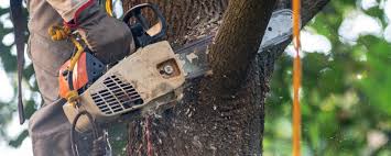 Best Tree Removal  in Kenosha, WI